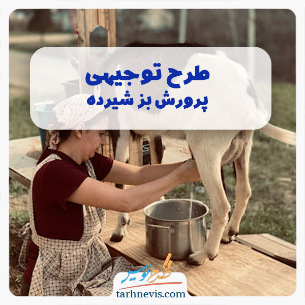 پرورش بز شیرده